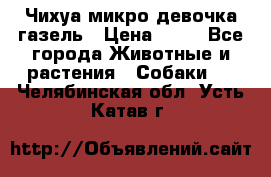 Чихуа микро девочка газель › Цена ­ 65 - Все города Животные и растения » Собаки   . Челябинская обл.,Усть-Катав г.